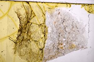 Plane Polarized, E37192