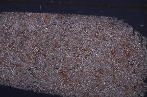 Cross Polarized, E37256