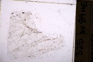 Plane Polarized, E37273