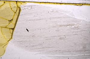 Plane Polarized, E37344