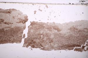 Plane Polarized, E37365