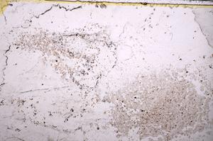 Plane Polarized, E37376
