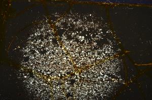Cross Polarized, E37377
