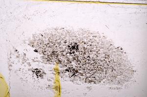 Plane Polarized, E37379
