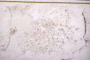 Plane Polarized, E37387