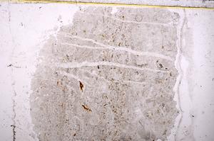 Plane Polarized, E37408