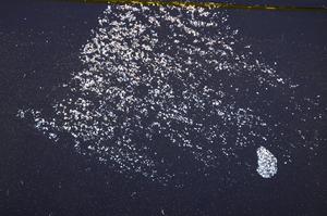 Cross Polarized, E37596