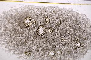 Plane Polarized, E37764