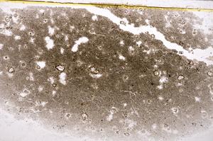 Plane Polarized, E37829