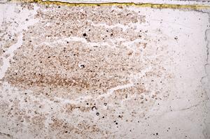 Plane Polarized, E37884