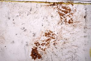 Plane Polarized, E37901