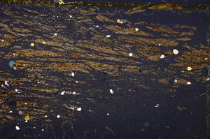 Cross Polarized, E37915