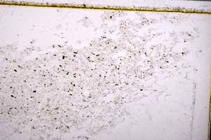 Plane Polarized, E37952