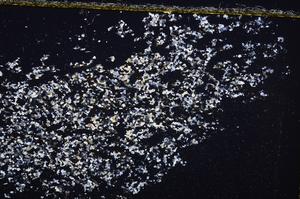 Cross Polarized, E37952