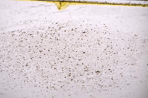 Plane Polarized, E37953/A