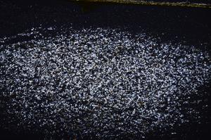 Cross Polarized, E37953/A