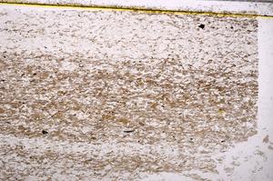 Plane Polarized, E37965/A