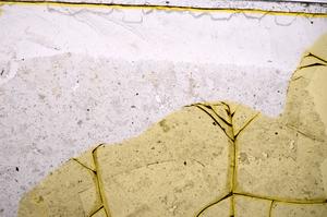 Plane Polarized, E38040