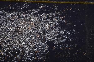 Cross Polarized, E38057