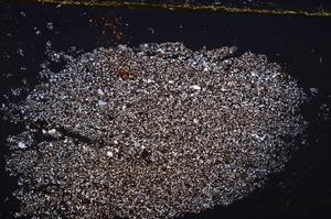 Cross Polarized, E38059