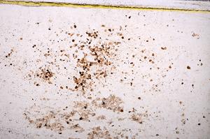 Plane Polarized, E38060