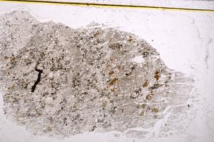 Plane Polarized, E38076