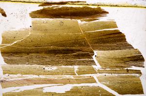 Plane Polarized, E38195/A