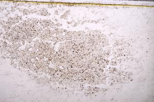 Plane Polarized, E38274