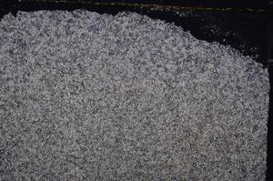 Cross Polarized, E38306