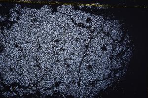 Cross Polarized, E38314