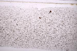 Plane Polarized, E38349