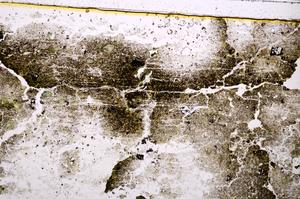 Plane Polarized, E38419