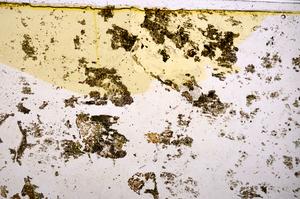 Plane Polarized, E38420