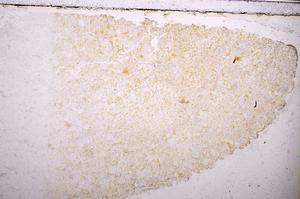 Plane Polarized, E38443