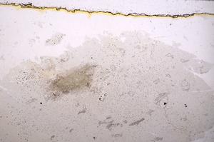 Plane Polarized, E38686