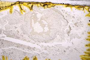 Plane Polarized, E38689