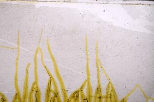 Plane Polarized, E38722