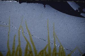 Cross Polarized, E38722