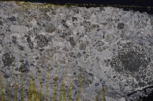 Cross Polarized, E38729