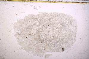 Plane Polarized, E38734