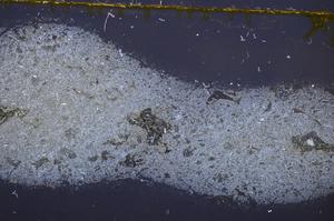 Cross Polarized, E38736