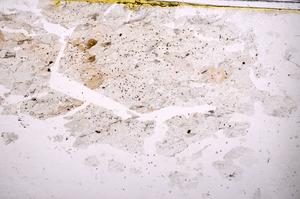 Plane Polarized, E38737