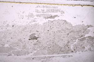 Plane Polarized, E38742