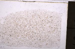 Plane Polarized, E38785