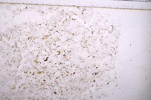 Plane Polarized, E38797