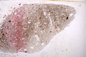 Plane Polarized, E38886