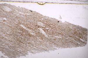 Plane Polarized, E38901