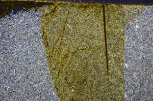 Cross Polarized, E38935