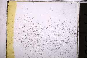 Plane Polarized, E38983