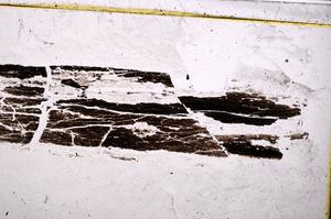 Plane Polarized, E38985